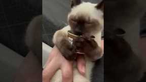 Hungry cat chomps down on tuna with two hands