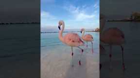 Majestic flamingos walk on the beach in Aruba