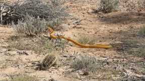 Fearless squirrel fends off highly venomous cobra in South Africa