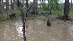 Tense moment kangaroo tries to drown curious dog
