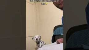 Dalmatian dog gets shy when owner stares at him