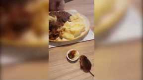 Harvest mouse eats mini versions of owners meals