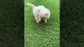 Tiny kitten walks on grass for the first time
