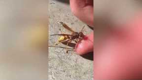 Thirsty wasp drinks droplets from man's finger in Colorado