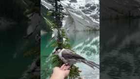 The perfect moment captured as bird lands on woman's hand