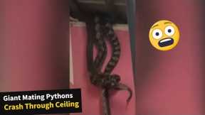 Two HUGE  mating pythons crashing through ceiling