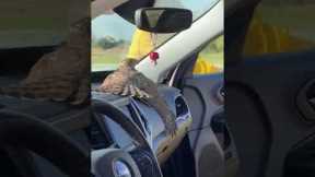 Huge hawk flies into drivers car