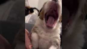 Dog owner teaches adorable puppy how to howl #shorts