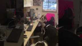 Dogs take over vet clinic reception