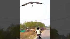 Man forms unlikely friendship with a stork he rescued