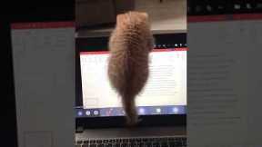 Kitten climbs laptop screen and breaks it