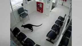 Wild wallaby enters hospital after leaping through car park in Australia