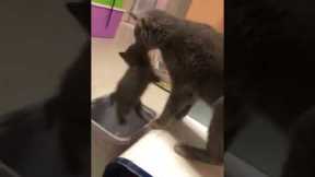 Clumsy cat drops kitten in a bin 😅