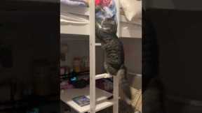 Miso the cat climbs bunk bed ladder to cuddle with her little human!