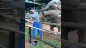 Playful baby elephant pokes guy with his trunk