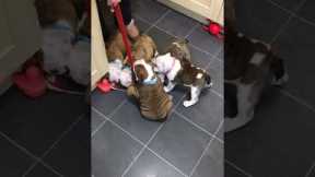 Bulldog puppies make it impossible to clean the floor