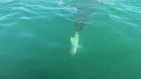 Shark swims up and eats ANOTHER SHARK!