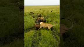Lioness gets ambushed by pack of Hyenas