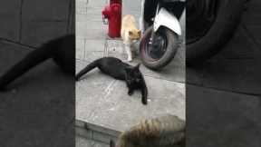 Cat catches sneaky partner cheating 😱