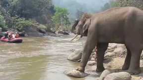 Friendly wild elephant waves at river-rafting tourists