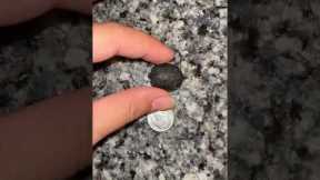 Woman finds tiny turtle the size of a dime on her porch