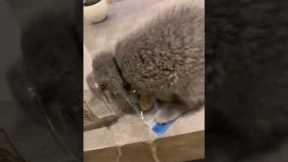 Clumsy cat sticks head into cup and spills water everywhere!