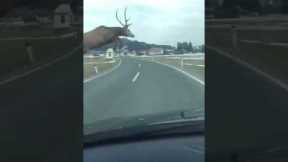 Deer leaps in front of a moving car!