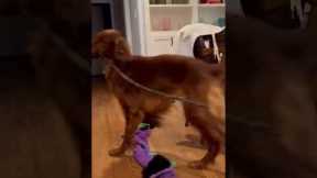 Stubborn dog refuses to let go of stick