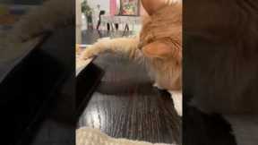 Naughty cat helps itself to hummus dip