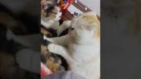 Cat massages friend but gets slapped