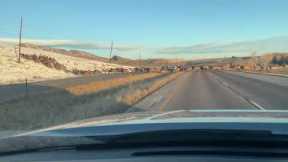Cars stop to let giant herd of elk cross the road in Colorado, USA