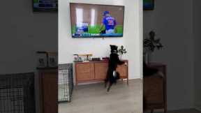 Dog spots her uncle on TV - Justin Verlander,  New York Mets