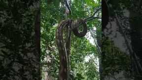 Huge Python climbs a 30 metre tall tree