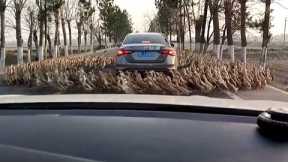 Hundreds of ducks stop traffic as they encircle car in bizarre video
