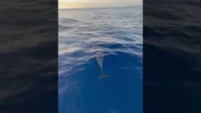 Tourists encounter friendly dolphin