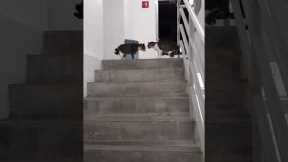 Woman runs into two cats having the ultimate stand off