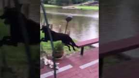 Dogs jump into lake to 'rescue' owner