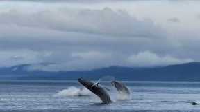 Four massive humpback whales breach in synchronisation off Alaska's coast