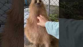 Pampered capybara loves neck scratches