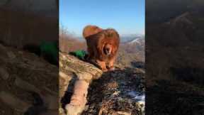 Protective Tibetan Mastiff watches over smaller dogs