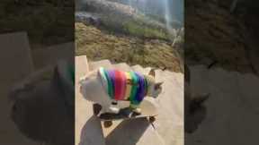 French bulldog skateboards down stairs!