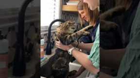 Betrayed cat angrily meows at woman giving it a bath