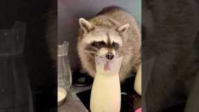 Fritzi the rescue raccoon enjoying milk