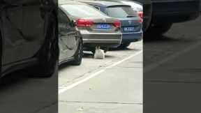 Cat caught doing sit-ups under a car