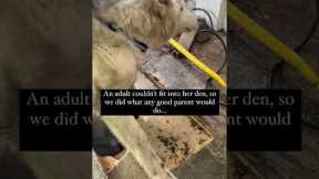 Child digs under floor to save dog's surprise babies