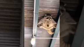 Mission impossible Raccoon edition