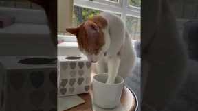 Cat loves to drink English tea each morning