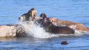 Angry hippo attacks stranded lion