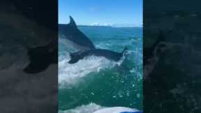 Friendly dolphins swim alongside jet skiers