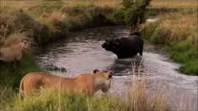 Brave buffalo escapes attack from 15 lions and three hippos